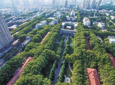 雪松“挑戰(zhàn)”法桐 誰將“代言”綠城鄭州?