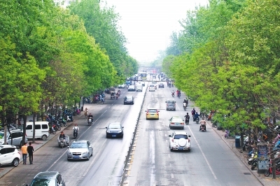 鄭州文化路將大修 798棵行道樹"咋辦"引關注